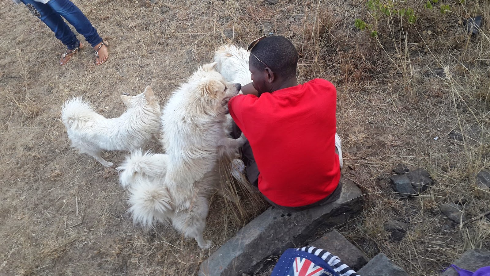 CHIWAWA DOGS IN KENYA BRIEF HISTORY